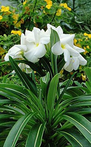 Dış Mekan Bitkileri