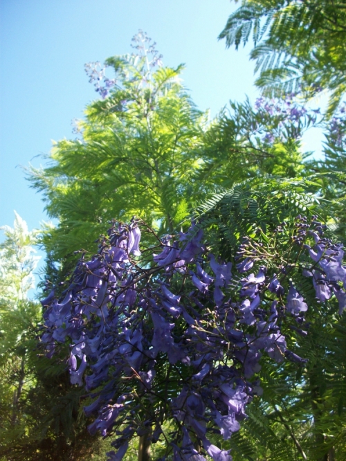 jakaranda